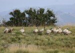 Oribi Vulture Viewing Hide