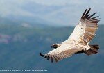 Oribi Vulture Viewing Hide