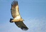 Oribi Vulture Viewing Hide