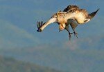 Oribi Vulture Viewing Hide