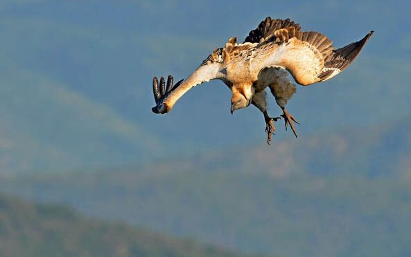 Oribi Vulture Viewing Hide