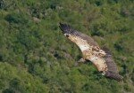 Oribi Vulture Viewing Hide