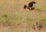 Oribi Vulture Viewing Hide